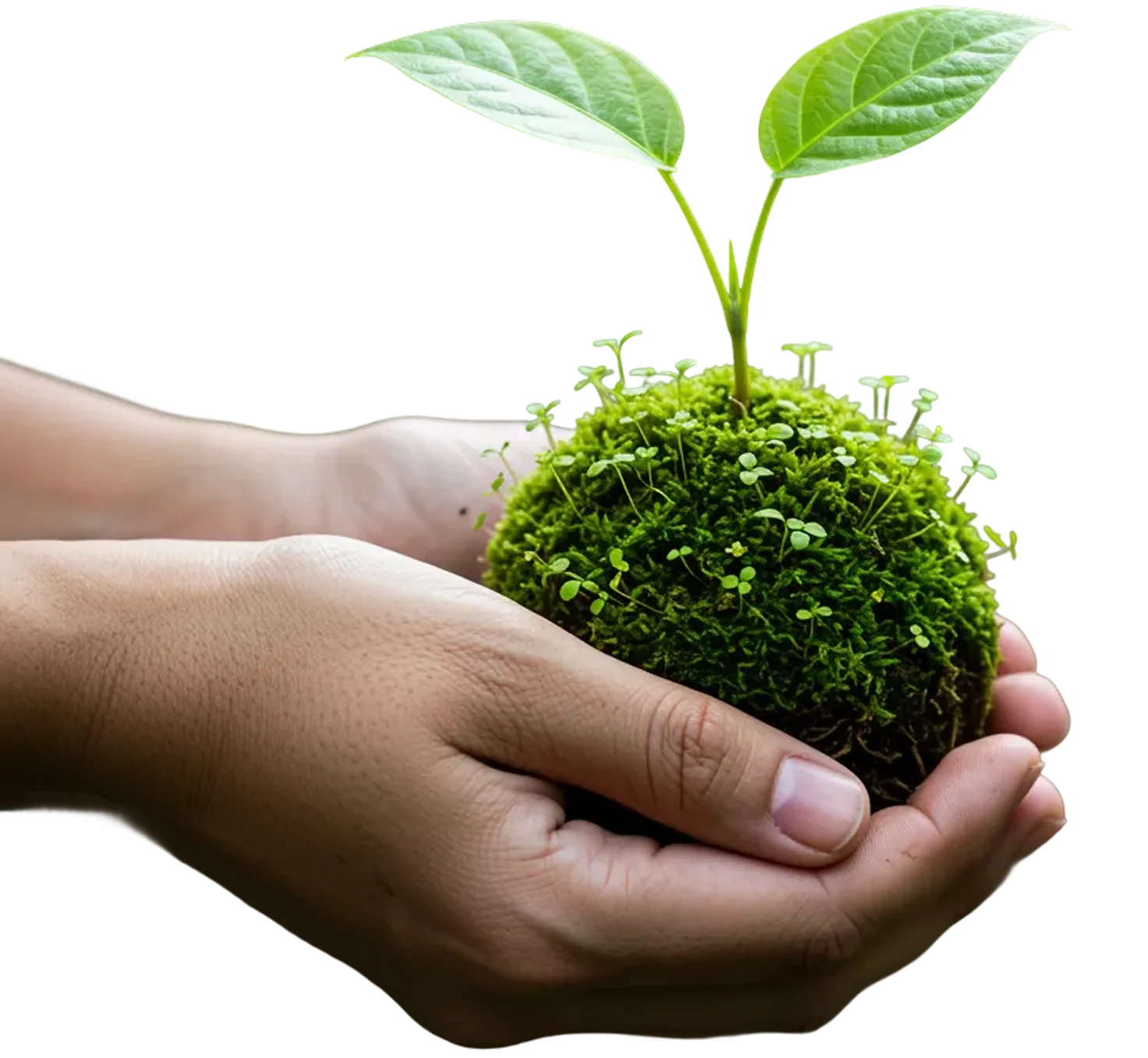 green plant image
