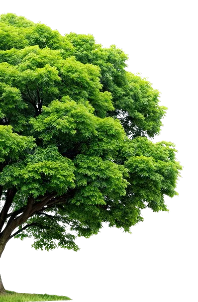 image of tree
